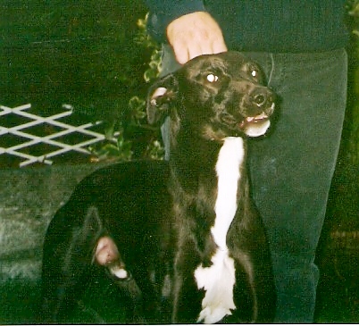 Greyhound Lurcher