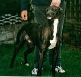 PB-GREYHOUND-LURCHER