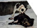 ZW BEAR WITH BOAR