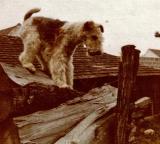 FOXTERRIER KORD