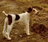 FOXTERRIER SUSI.jpg